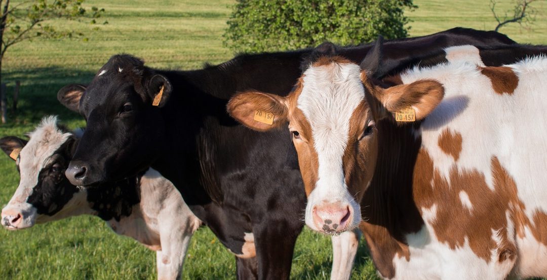 Weidetierhaltung endlich durch Prämie sichern!